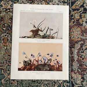 🖤5/$25 🖤Antique Botanical Plant Print Original over 100 years old